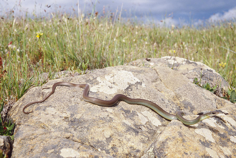 Western Yellowbelly Racer Photograph by Karl H. Switak