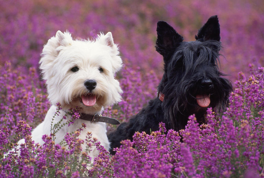 Westie And Scottie Dogs Photograph by John Daniels