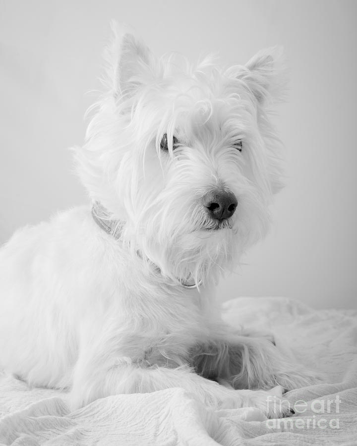 Dog Photograph - Westie Dog in Black and White by Edward Fielding