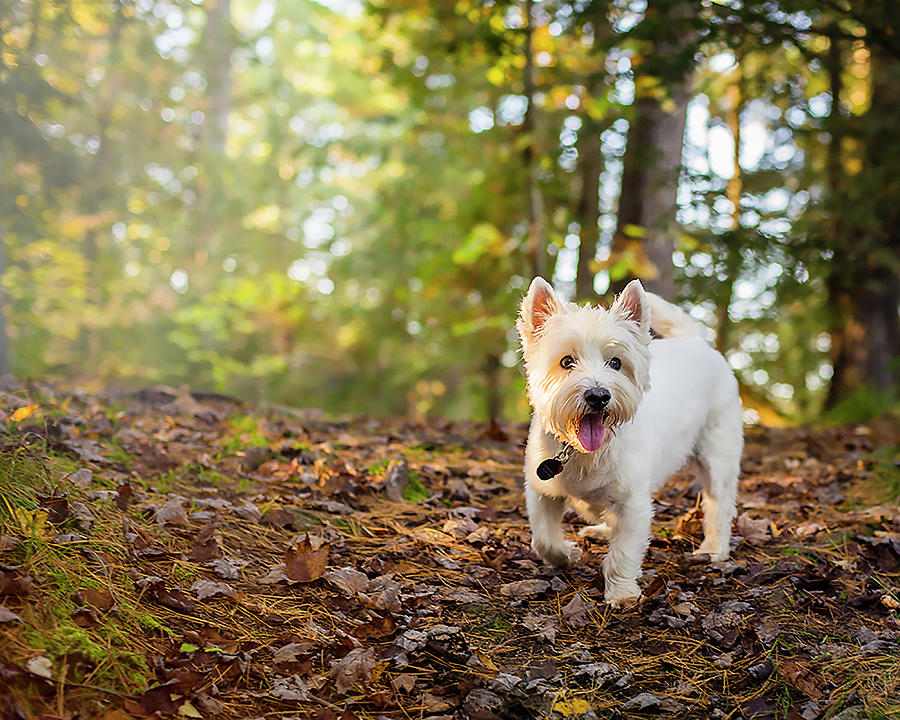 Westie In The Woods Photograph by Image By Sherry Galey