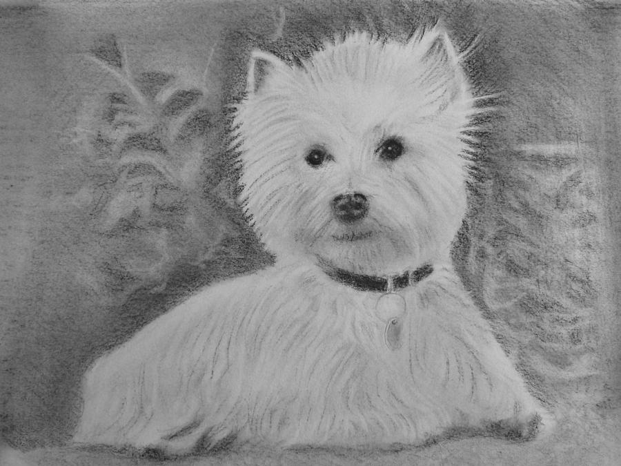 Westie Drawing by Paul Blackmore | Fine Art America