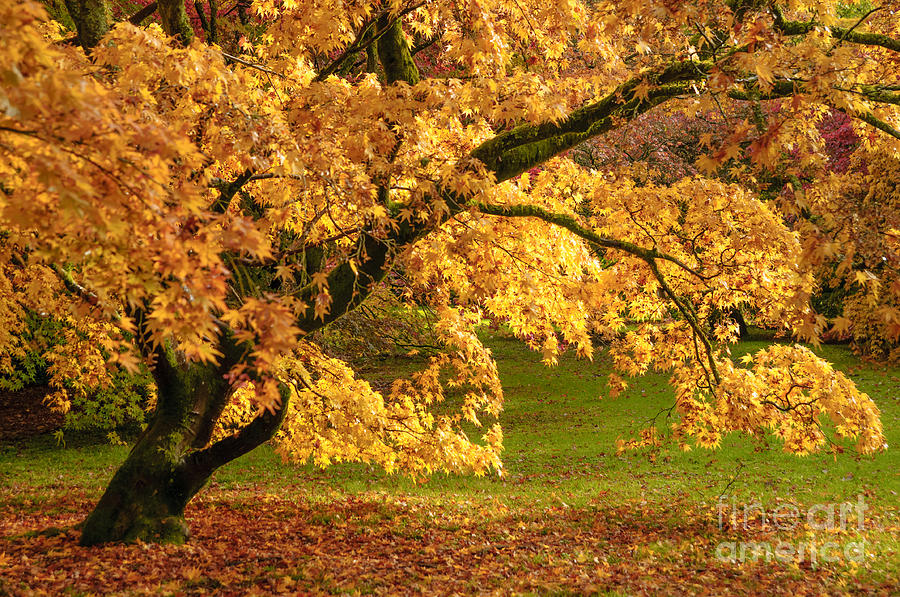 Fall Photograph - Westonbirt Arboretum by Amanda Elwell