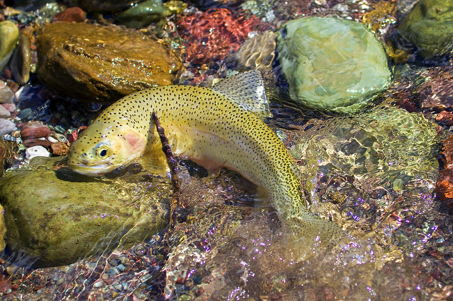 Westslope Cutthroat Trout Photograph By Merle Ann Loman