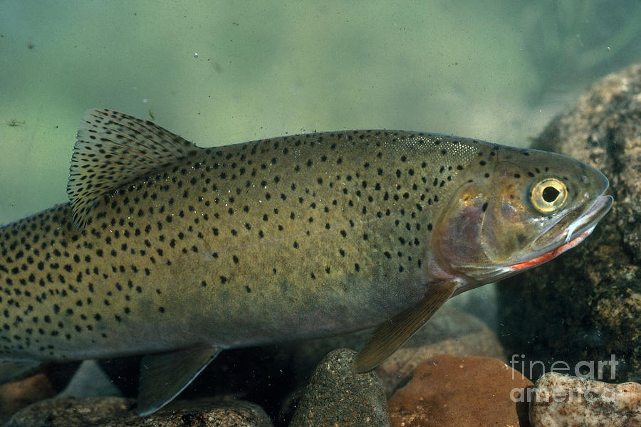 Westslope Cutthroat Trout Photograph by William H. Mullins