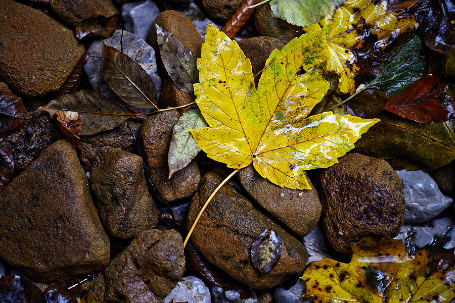 Wet autumn leaf on stones Photograph by Ivan Slosar