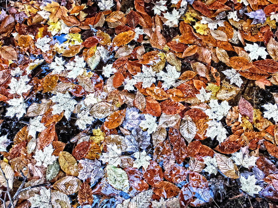 Wet Autumn Leaves Photograph by Kathryn Lund Johnson