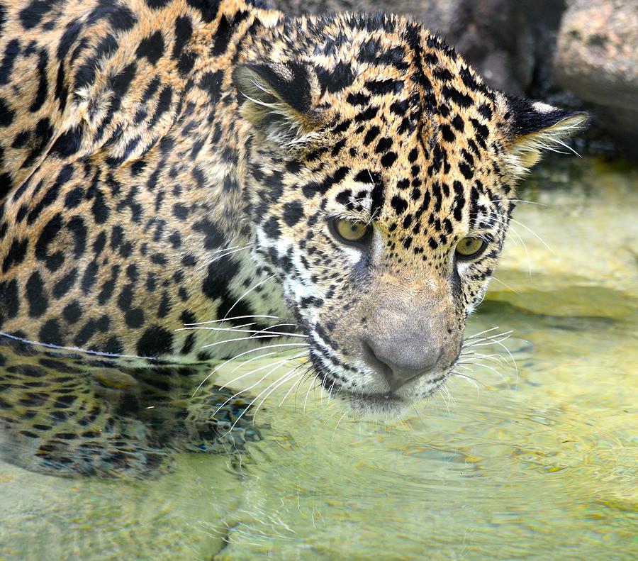 Wet Baby Jaguar Photograph by Richard Bryce and Family