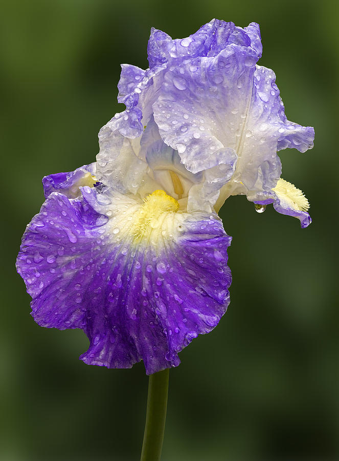Wet Bearded Iris Photograph by Susan Candelario
