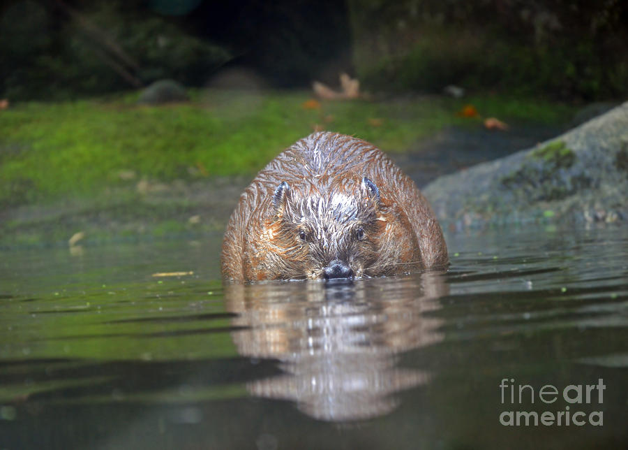Wet Beaver Photograph by Frank Larkin
