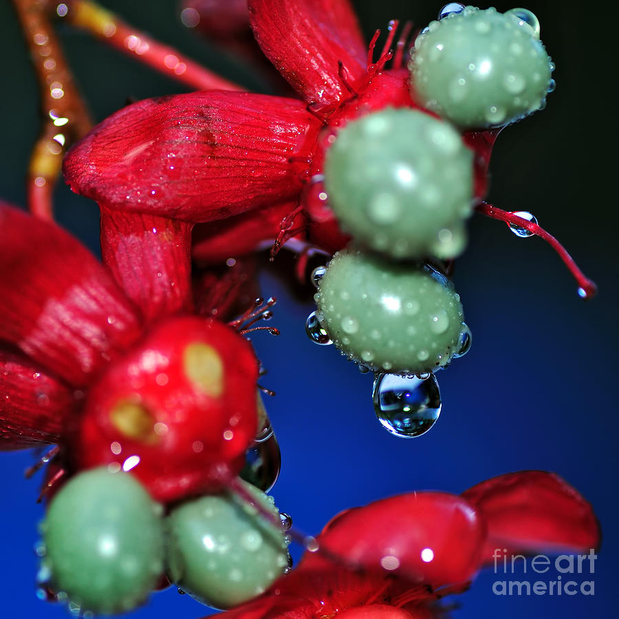 Wet Berries Photograph by Kaye Menner