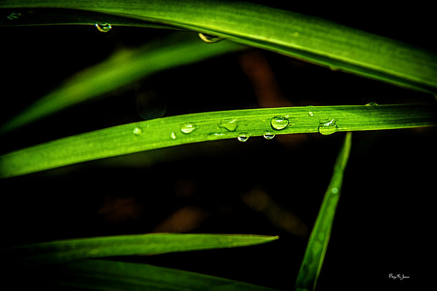 Water Drops - Macro - Wet Blades Photograph by Barry Jones