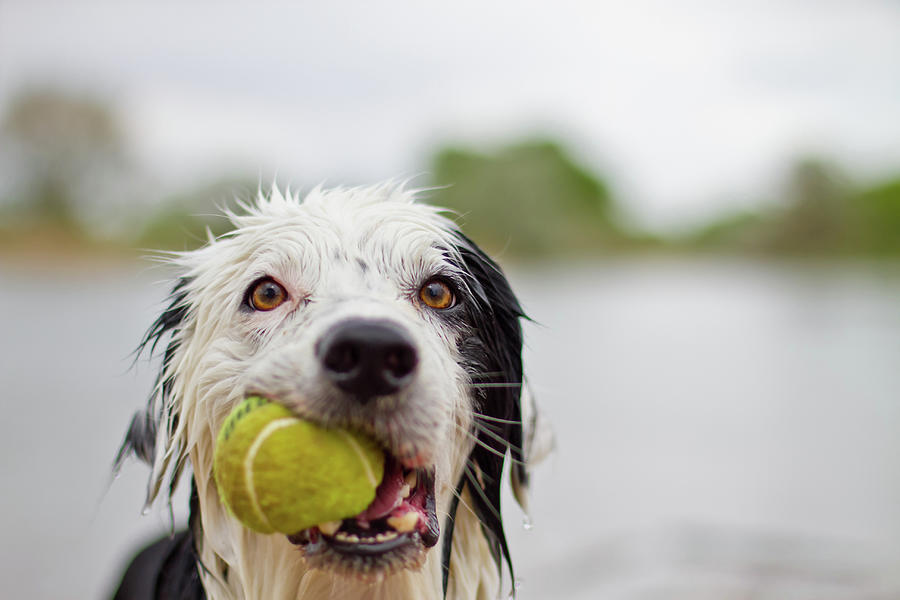 Wet Border Collie With Tennis Ball Photograph by Anda Stavri Photography