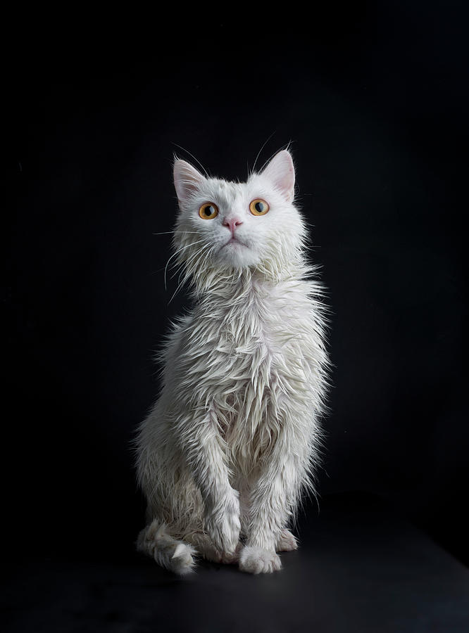 Wet Cat Against Black Background Photograph by Image Taken By Mayte Torres