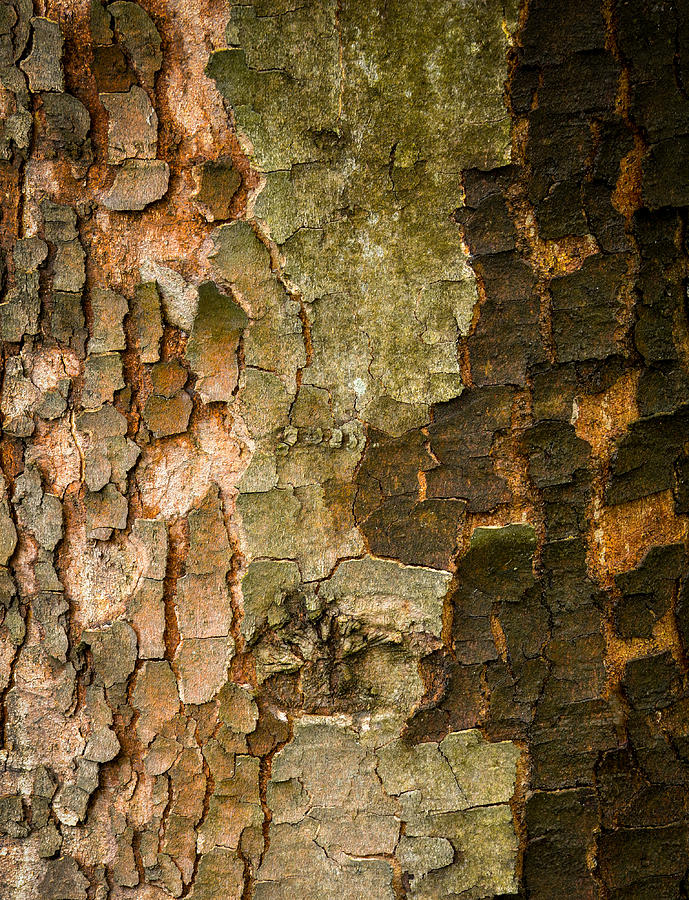Abstract Photograph - Wet Cracked Bark Of Tree by Jozef Jankola