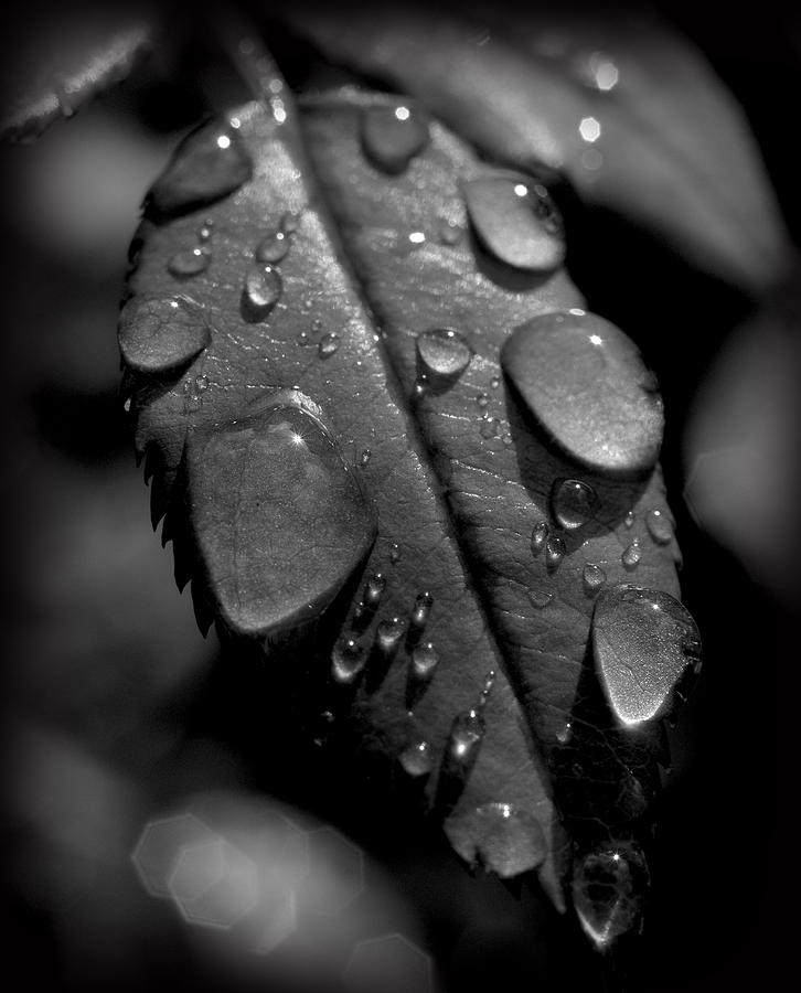 Wet Photograph by Craig Incardone
