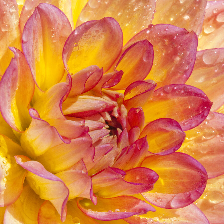 Wet Dahlia Photograph by Paul W Faust -  Impressions of Light