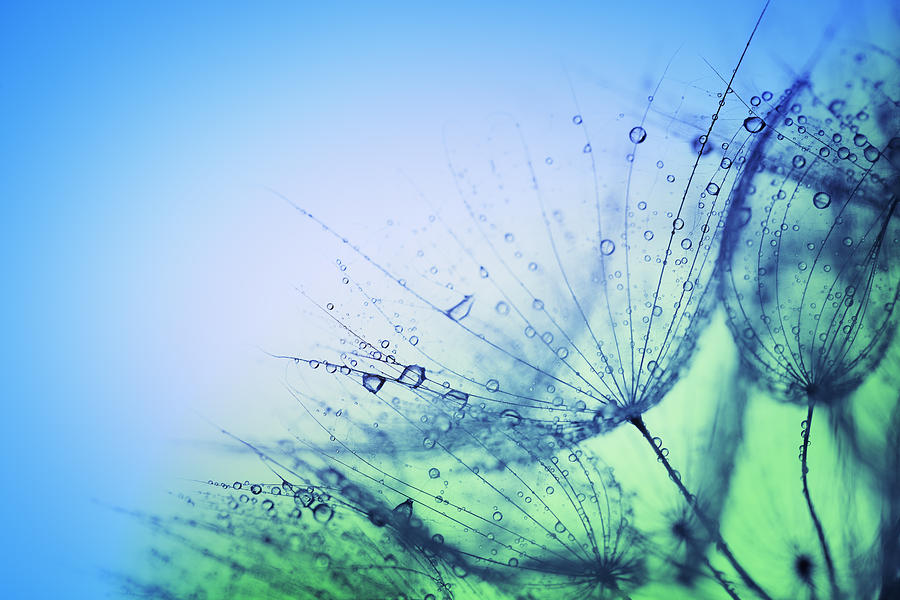 Wet dandelions Photograph by Drbouz