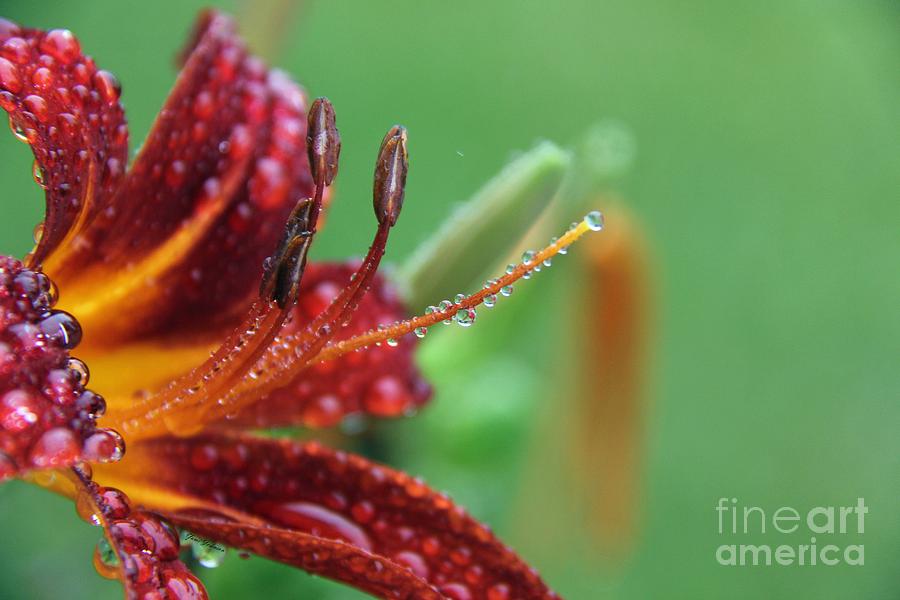 Wet daylily Photograph by Yumi Johnson