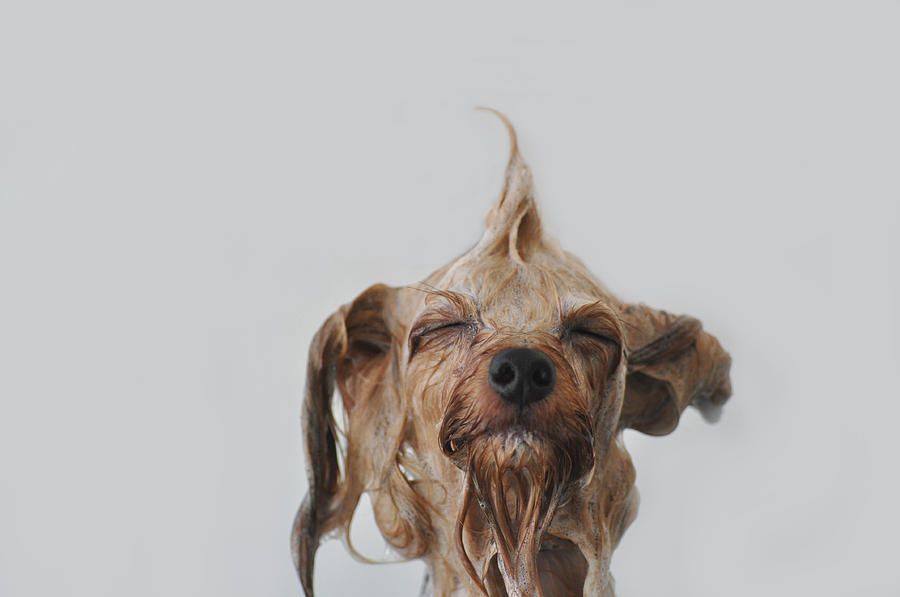 Wet dog Photograph by Emma Mayfield Photography