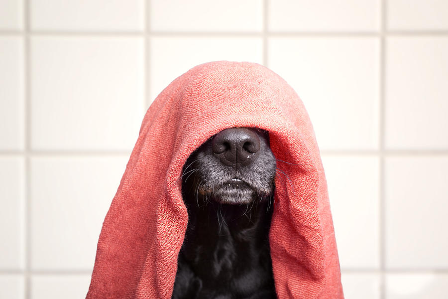Wet dog Photograph by Faba-Photograhpy