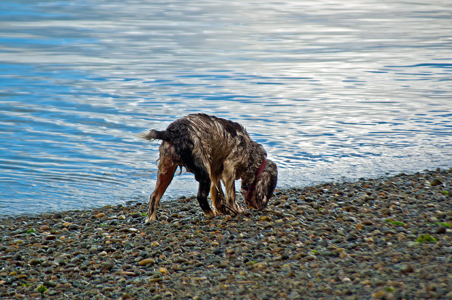 Wet Dog on Beach Photograph by Tikvahs Hope