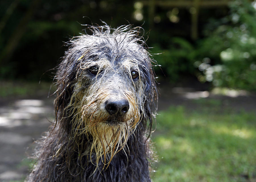 Wet dog Photograph by Steve Ball