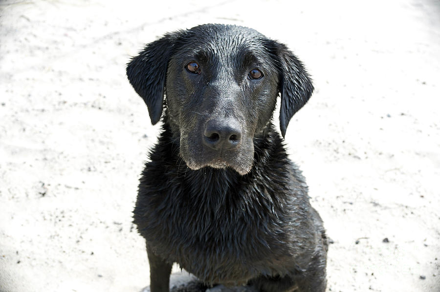 Labrador Retriever Photograph - Wet Doggy by Elaine Mikkelstrup