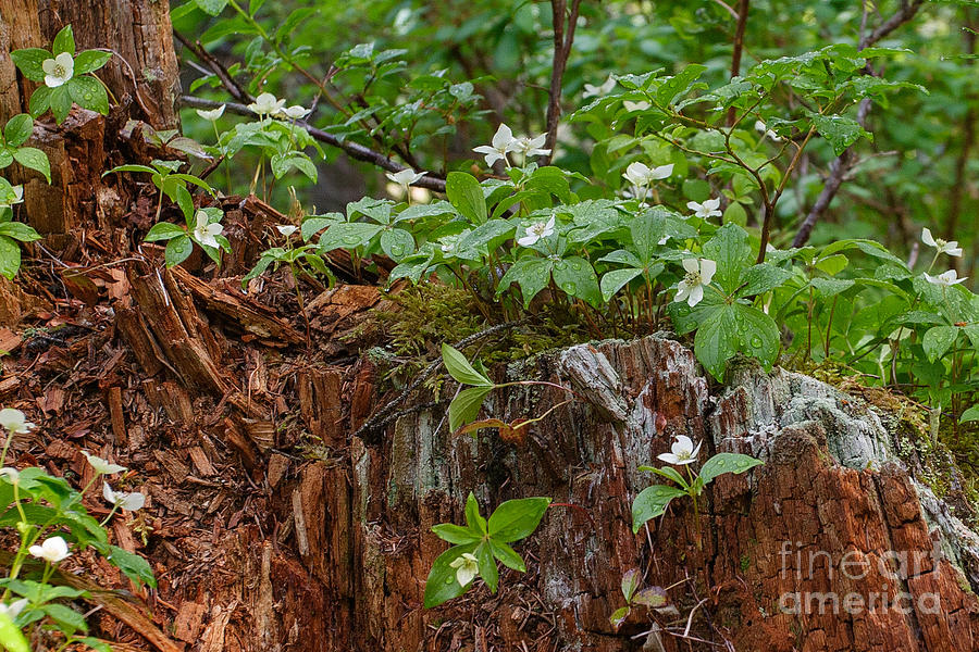 Mountain Photograph - Wet Dogwood by Charles Kozierok