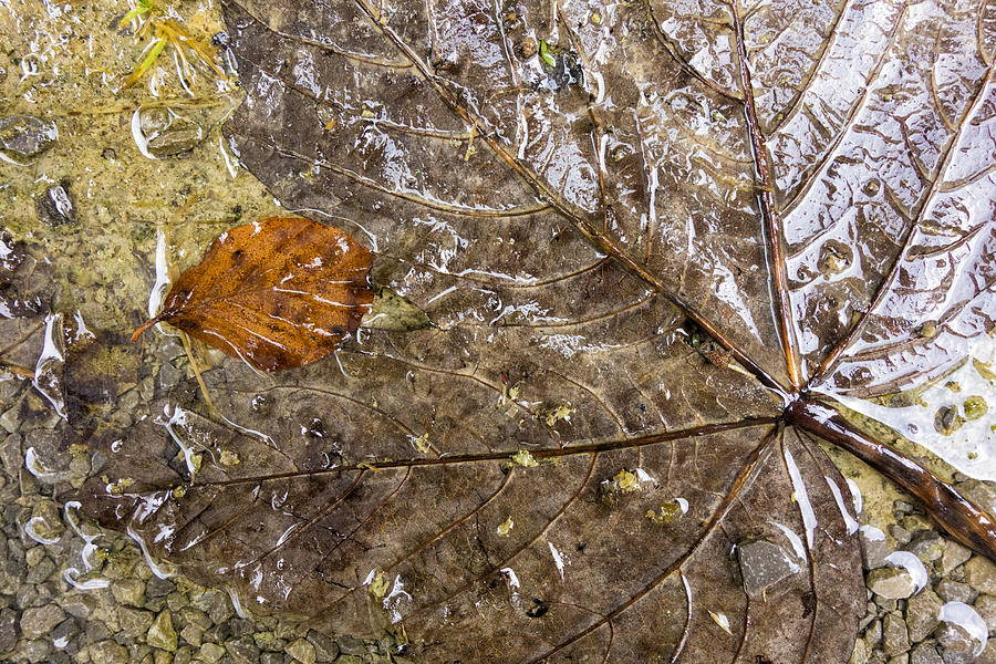 Wet fall foliage with subtle brown tones Photograph by Matthias Hauser