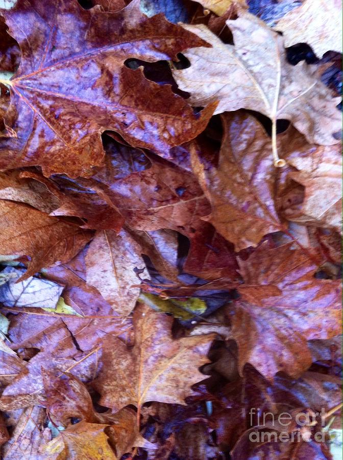 Wet Fall Leaves Photograph by Gayle Price Thomas