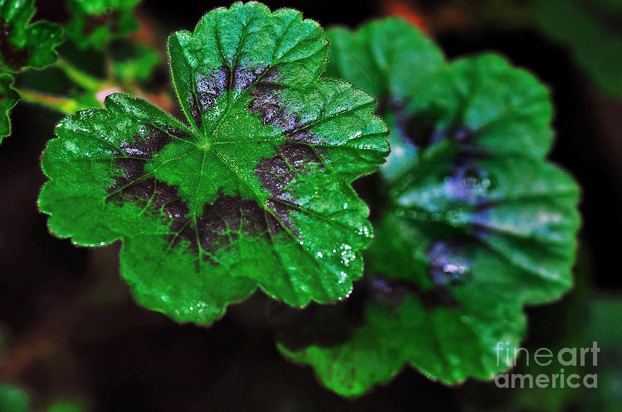 Pattern Photograph - Wet Geranium Leaves by Kaye Menner
