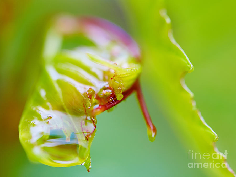 Wet grape leaf  Photograph by Nick  Biemans