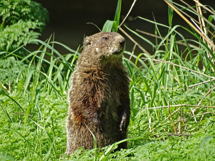 Groundhog Photograph - Wet Hands by Greg Boutz