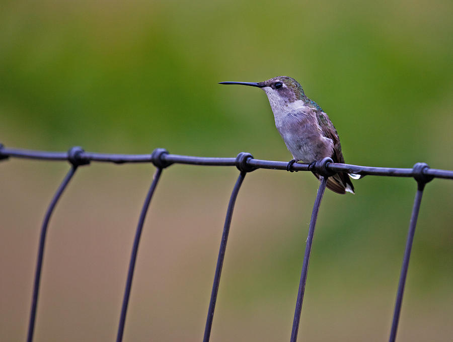 Hummingbird Photograph - Wet Hummingbird by Mark Alder