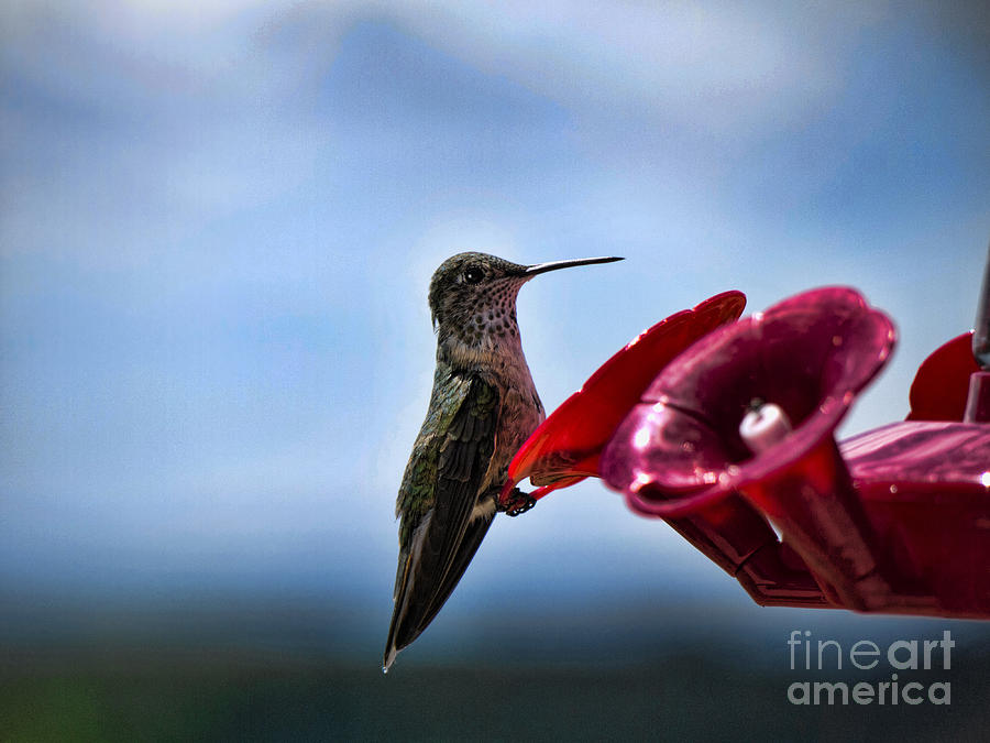 Flower feeding for Hummingbirds Photograph by Brenda Kean