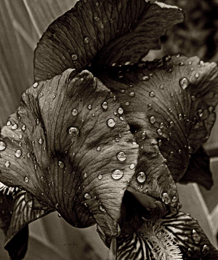Wet Iris Photograph by Chris Berry