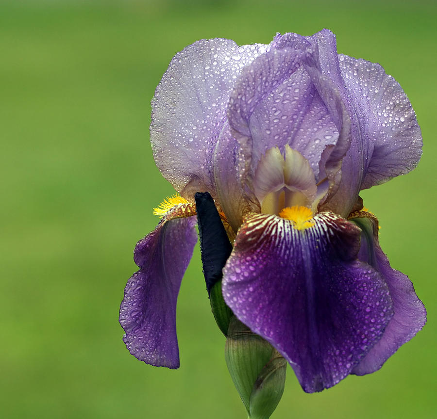Wet Iris Photograph by David Simons
