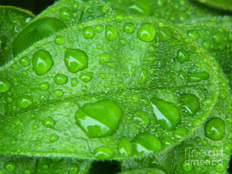 Wet Leaf Photograph by Gallery Of Hope 