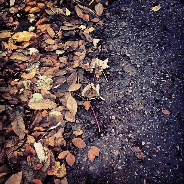 Fall Photograph - Wet Leaves In November by Nic Squirrell