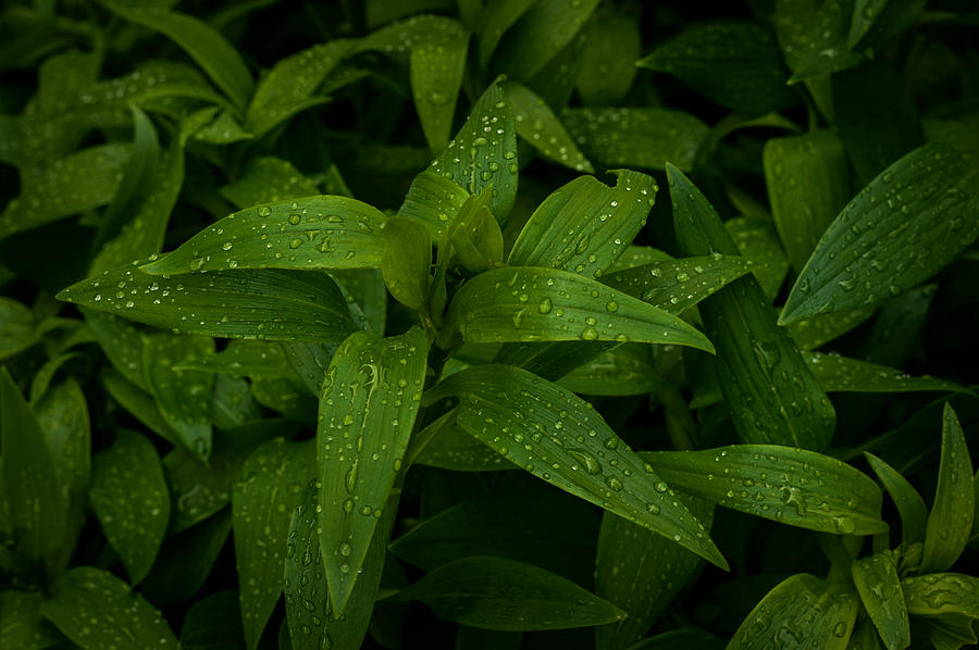 Wet Leaves Photograph by Marco Oliveira