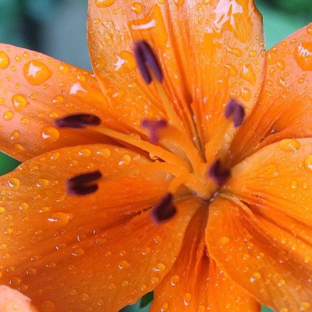 Flowers Still Life Photograph - Wet Lilly by Justin Connor