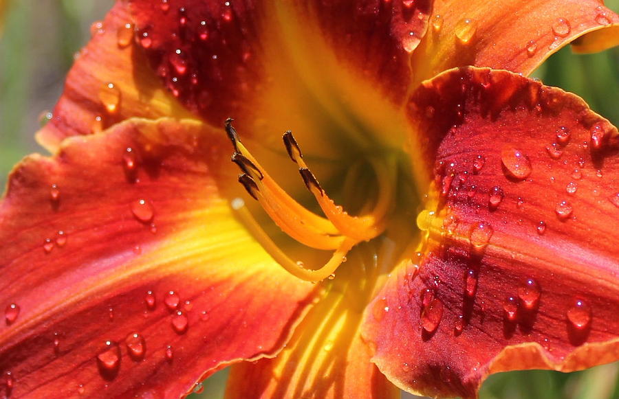 Wet Lily Daylily Flower Garden Art Photograph by Reid Callaway