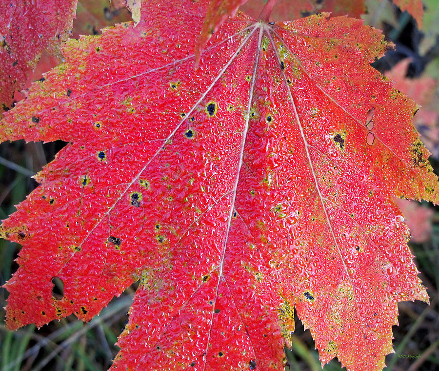 Wet Maple Leaf in the Fall  Photograph by Duane McCullough