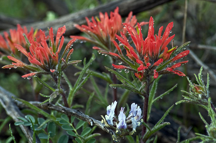Wet Paintbrush Photograph by Eric Rundle