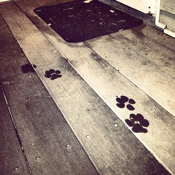 Dog Photograph - Wet Paw Prints #dogs #woof by Kelly Diamond