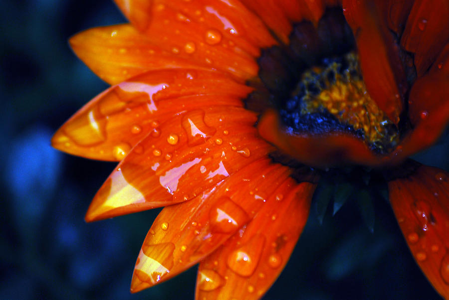 Daisy Photograph - Wet Petals by Lori Tambakis