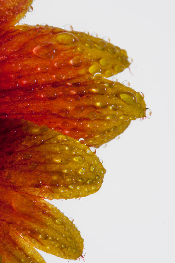 Wet Petals Photograph by W Chris Fooshee