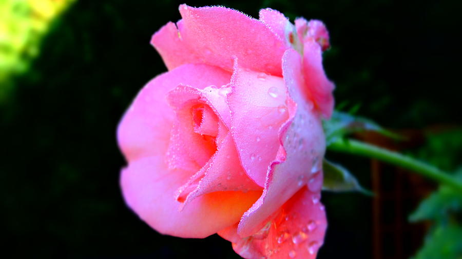 Wet Pink Photograph by Alan Lakin
