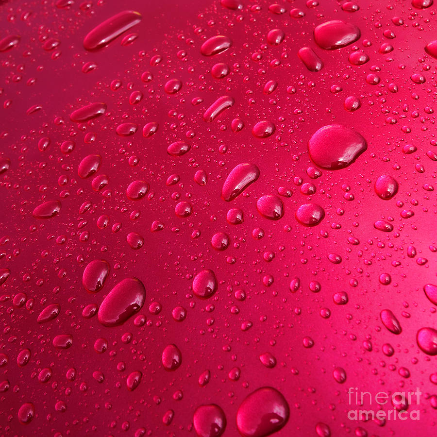 Wet Pink Photograph by Olivier Le Queinec