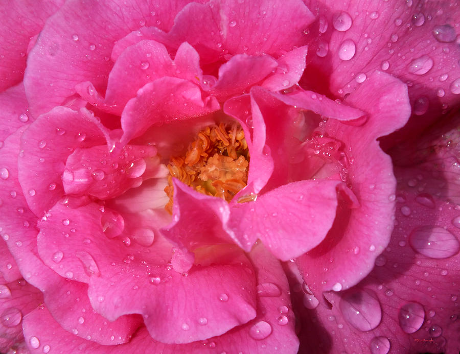 Wet Pink Rose Upclose Photograph by Duane McCullough